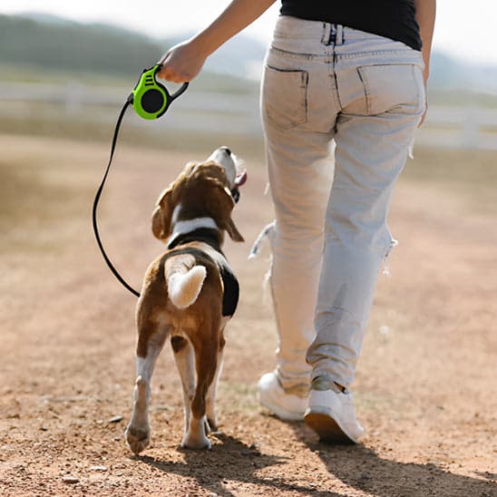 Laisse enrouleur pour chien en tout temps