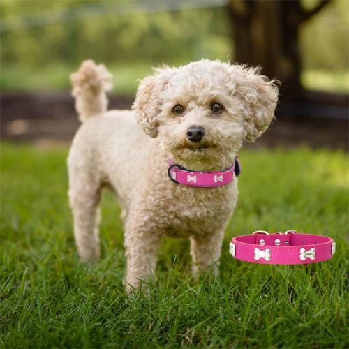 Collier en cuir pour chien Vif Doux™, L'élégante décoration en forme d'os