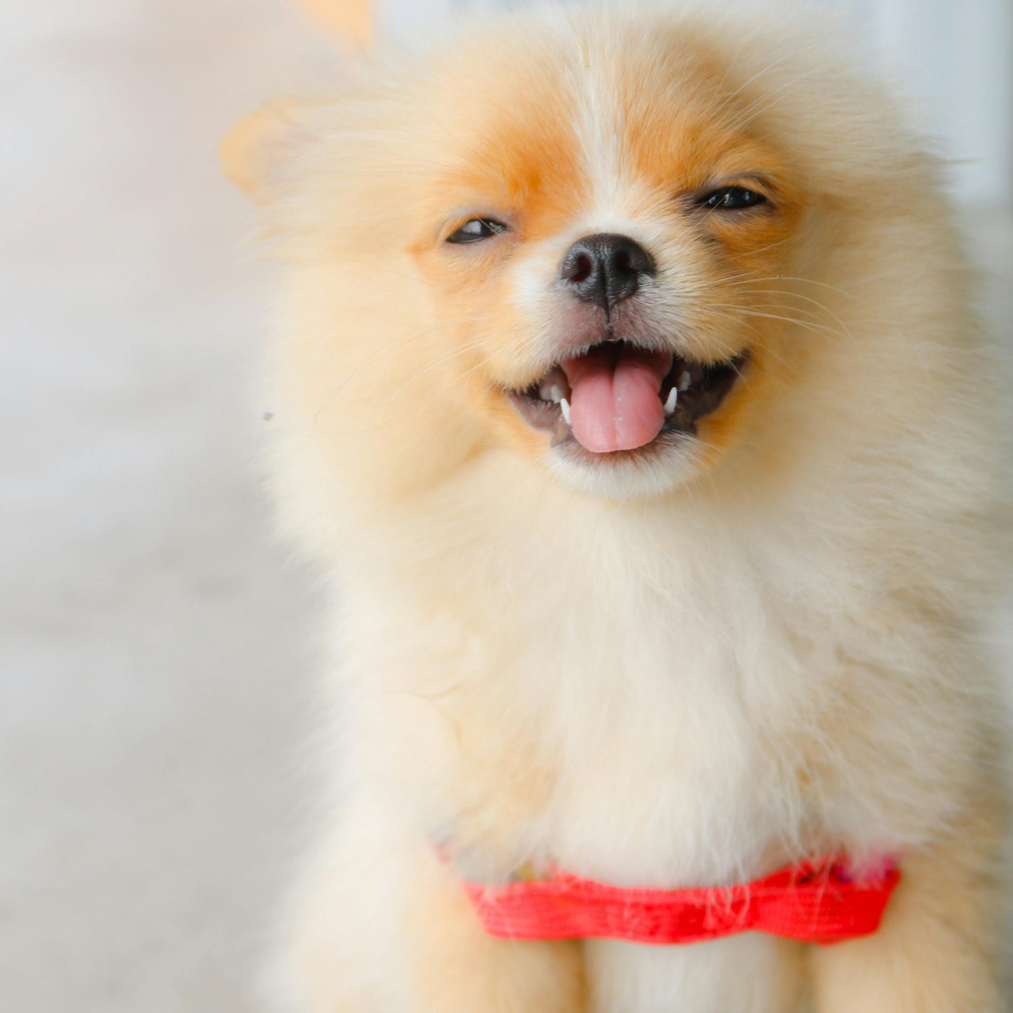 Le Harnais Y, Liberté de Mouvement-anti-traction