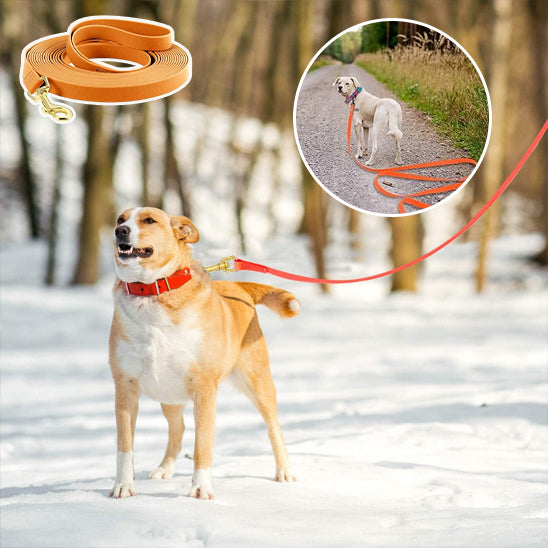 Longe chien, des Aventures Remplies de complicité