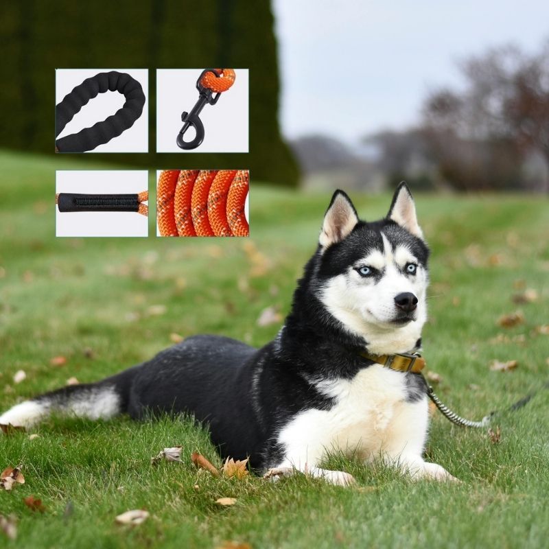 Longe Chien : La clé des promenades enrichies, sécurisées - Jappy Toutou