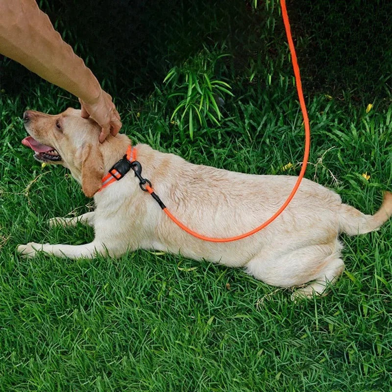 Longe pour Chien : Liberté, Joie pour Votre Compagnon - Jappy Toutou