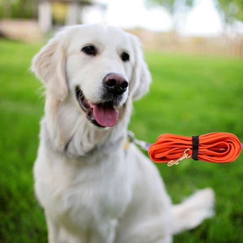 Longe pour Chien : Liberté, le Confort, Propreté - Jappy Toutou