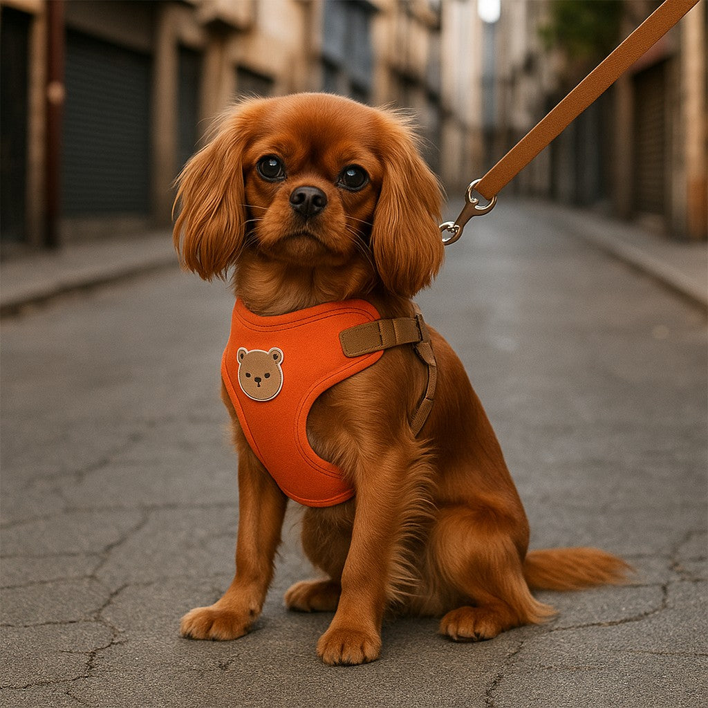 confort optimal d'un harnais pour petit chien