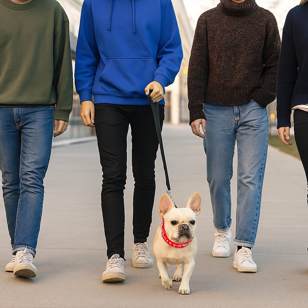 Que ce soit pour une balade ou un entraĂźnement, le collier chien sâadapte en tout temps.