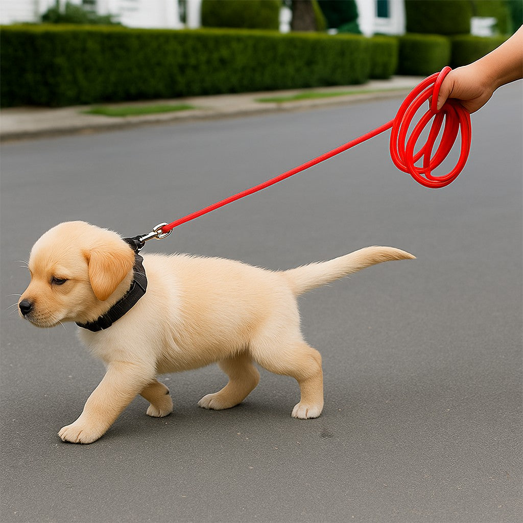 Longe pour chiot : votre allié tout-terrain, toutes activités