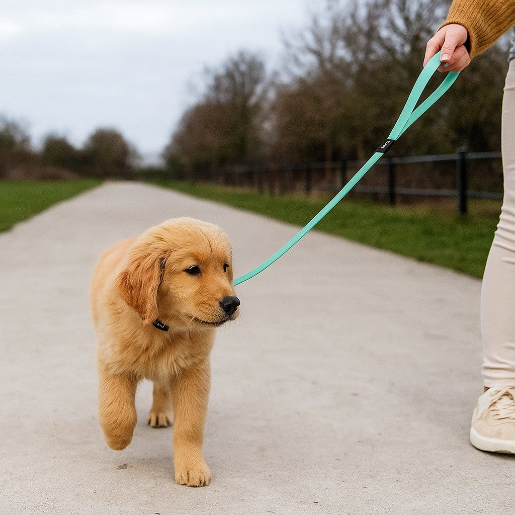 longe pour chiot toutes activités