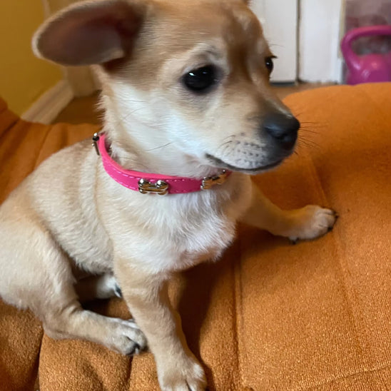 collier chien Élégance pour petit et grand chien