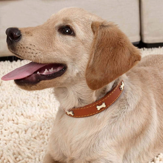 Collier en cuir pour chien Vif Doux™, L'élégante décoration en forme d'os