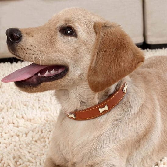 Collier chien-ChicCanin™ : Élégance et confort pour votre fidèle compagnon - Jappy Toutou