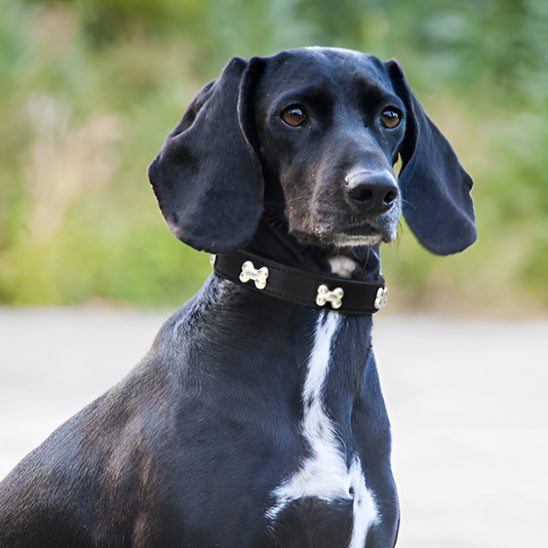 Collier en cuir pour chien Vif Doux™, L'élégante décoration en forme d'os , NOIR