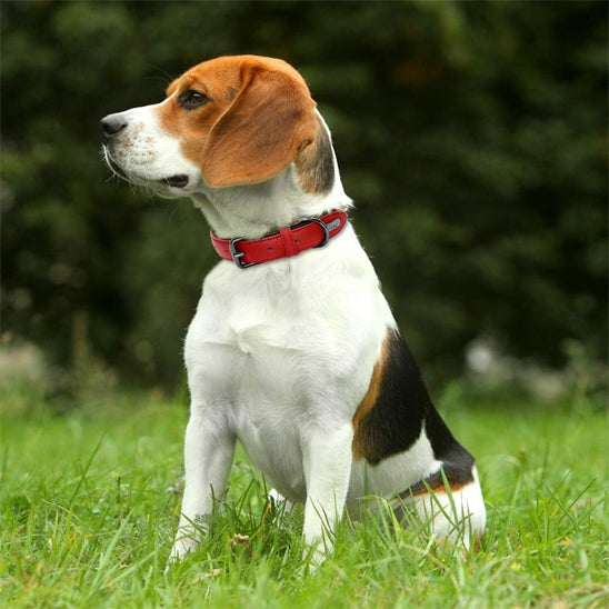 Collier en cuir pour chien - authentique, stylisé : élégance et confort - Jappy Toutou