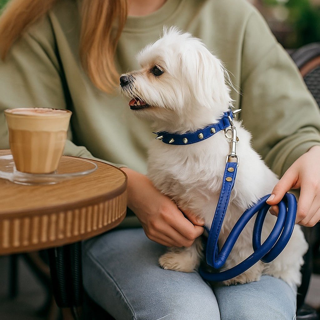 Collier pour chien - Bandit de Rue™ : Style punk pour toutou. - Jappy Toutou
