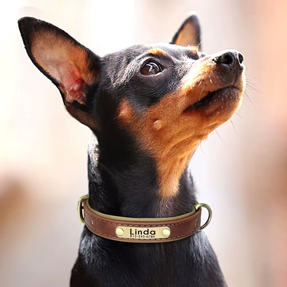 Collier pour chien personnalisé : Unique, Élégant - Jappy Toutou