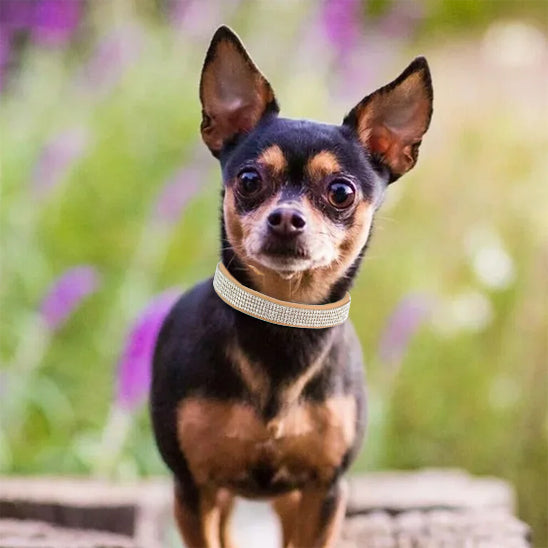 Collier chien, Élégance, chic : un style irrésistible - Jappy Toutou