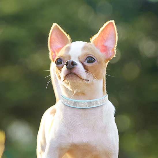 collier_chien_-bijou-chic-stylise-colore_ www.jappytoutou.com