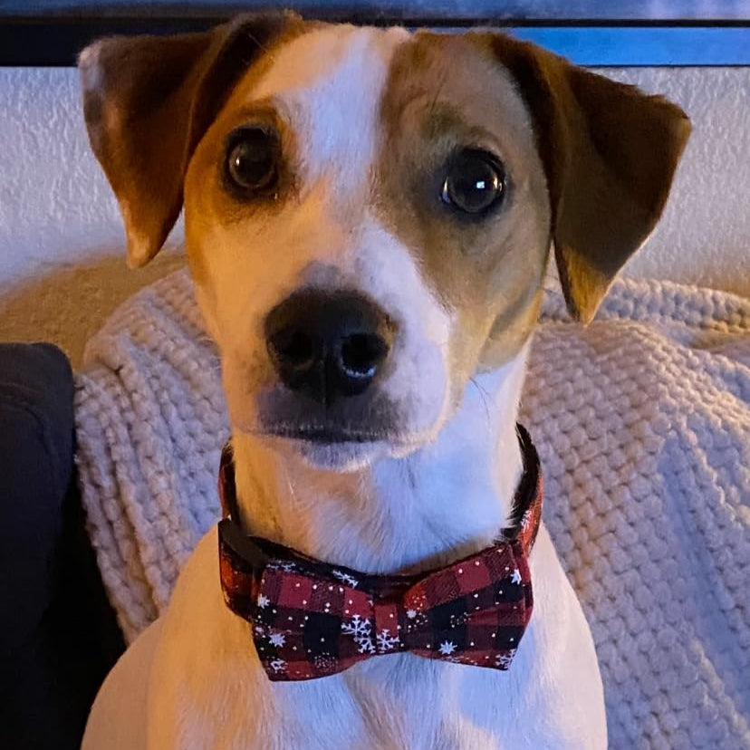 Collier chien : Esprit festif, style, confort - Jappy Toutou