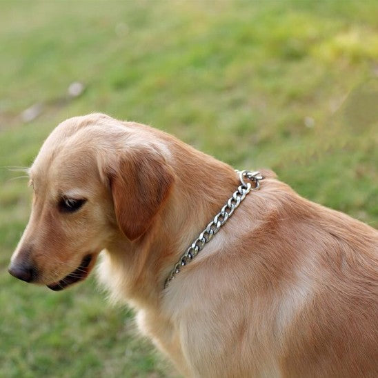 Collier pour chien ChicChaine pour collier et chainette
