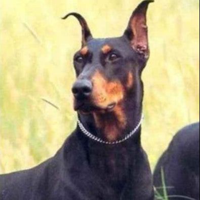 Collier pour chien ChicChaine pour collier et chainette