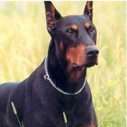 Collier pour chien ChicChaine pour collier et chainette