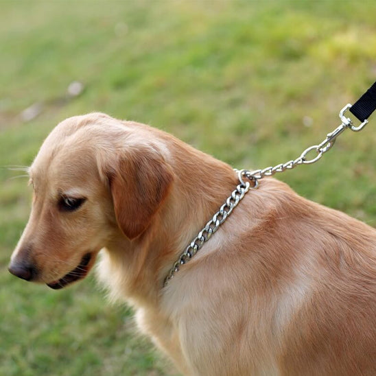 Collier pour chien ChicChaine pour collier et chainette