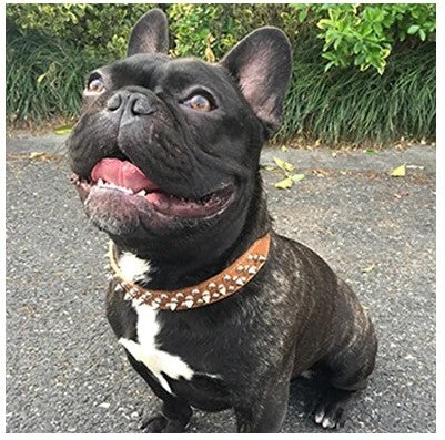Que ce soit pour une balade ou un entraĂźnement, le collier chien sâadapte Ă toutes les races et grandeurs