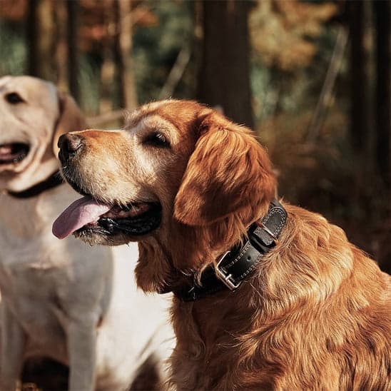 Collier en cuir pour chien : élégance canine - Jappy Toutou