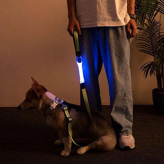 Collier Lumineux chien : gardien silencieux dans l'obscurité - Jappy Toutou