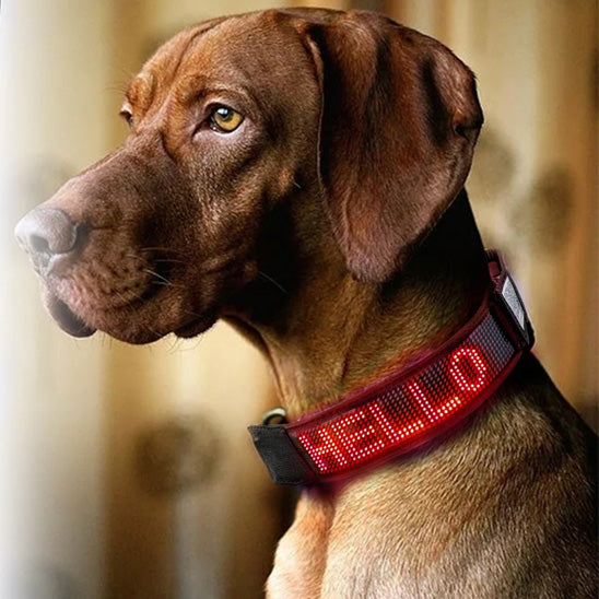 Collier lumineux pour chien couleur ROUGE
www.jappytoutou.com