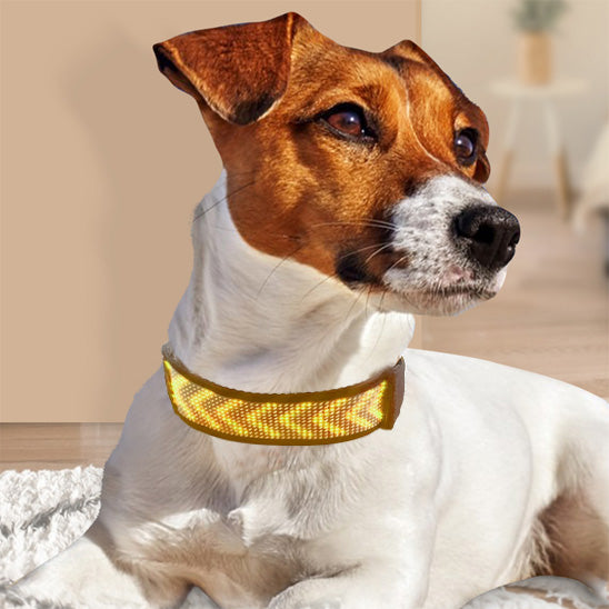 Collier lumineux pour chien couleur Jaune à la maison
www.jappyotutou.com