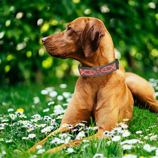 Collier lumineux pour chien couleur ROUGE toute race
www.jappytoutou.com