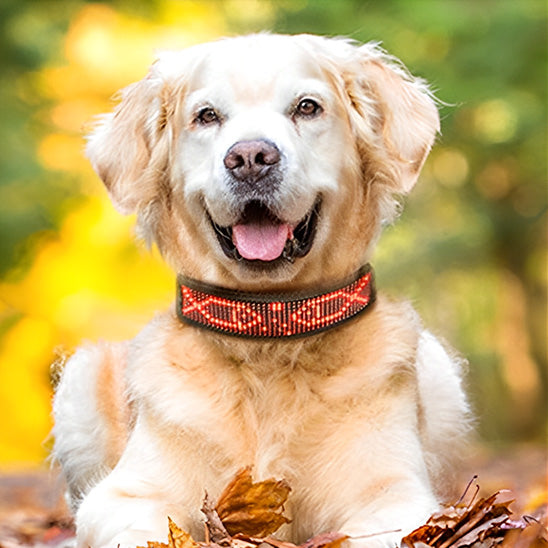 Collier lumineux pour chien couleur ROUGE
www.jappytoutou.com