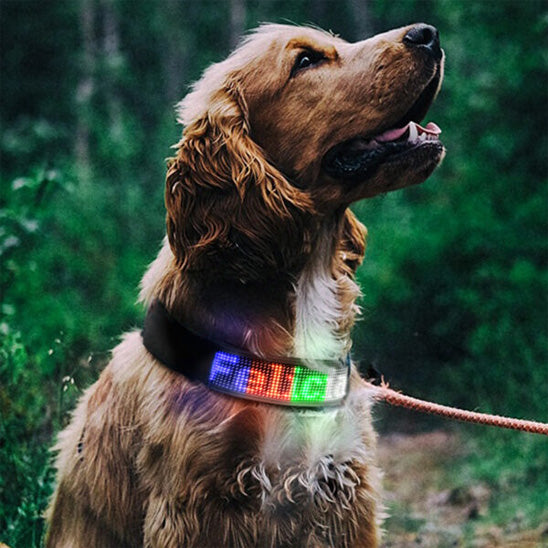 Collier lumineux pour chien couleur Multicouleur
www.jappytoutou.com