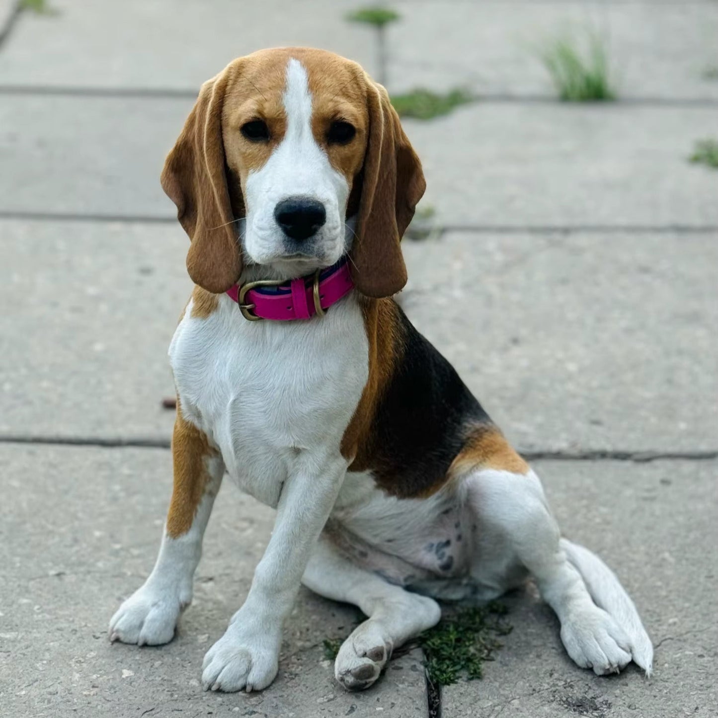 Collier pour chien Personnalisé : Élégance, Confort pour Votre Fidèle Compagnon - Jappy Toutou