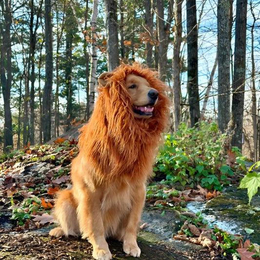 effet social garanti avec ce déguisement chien original