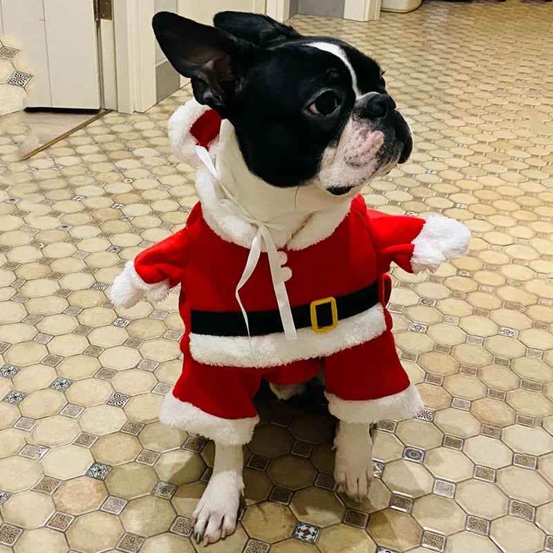 Déguisement chien | ToutouNoël Festif™ - Jappy Toutou