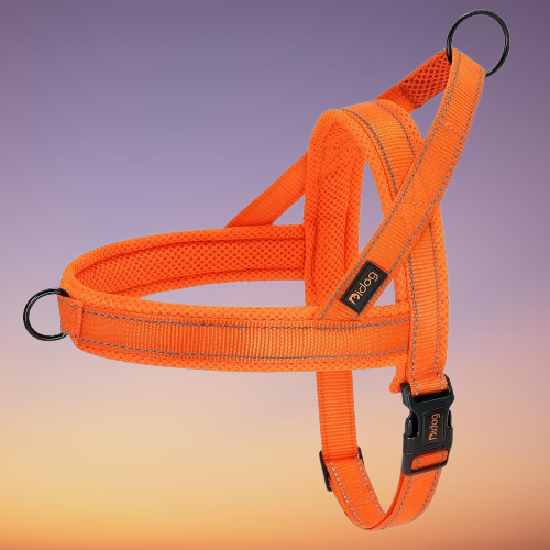 ce harnais en Y - coloré révolutionne les promenades quotidiennes