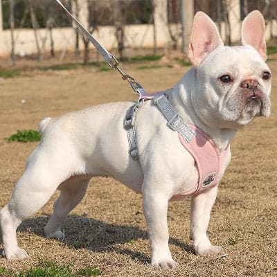 Harnais anti traction Chien : Promenades Agréable, Sécuritaire, La Solution Ultime - Jappy Toutou