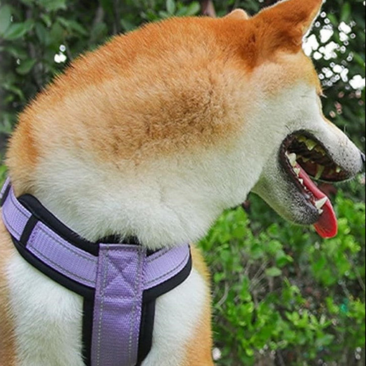 harnais_chien_poignee-caracteristique_violet-