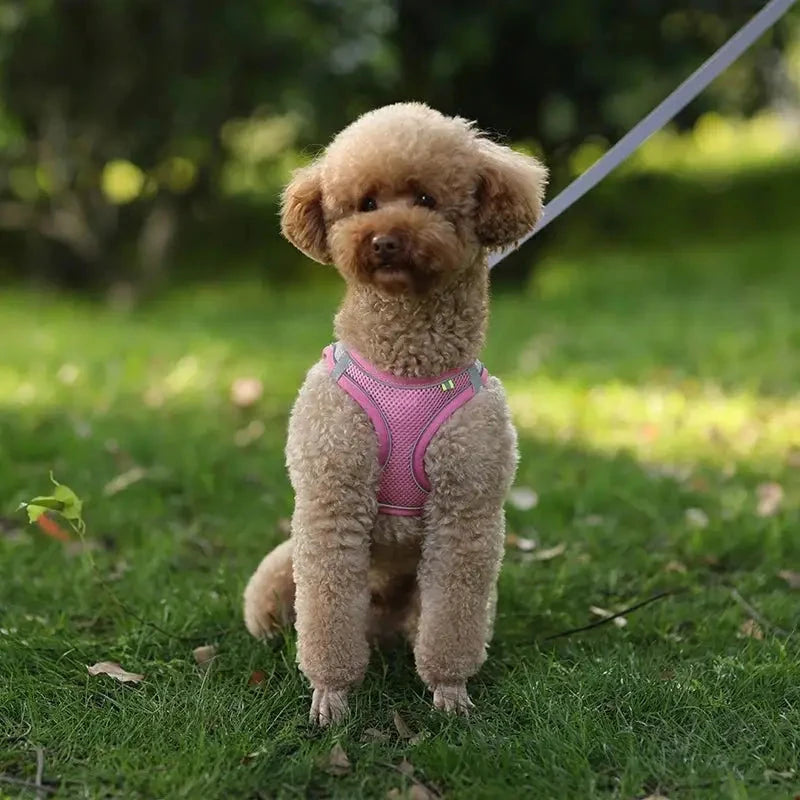 Harnais pour petit chien -En tout confort Parfait pour sa sécurité - Jappy Toutou