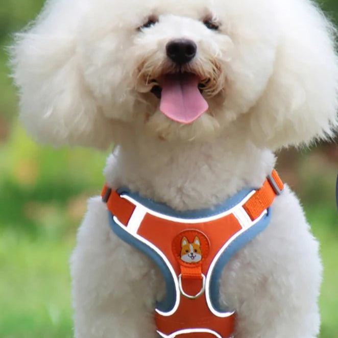 Harnais anti traction pour chien : Du style pour de belles promenades - Jappy Toutou