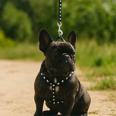 Harnais pour Chien | CaniGo™ - Jappy Toutou