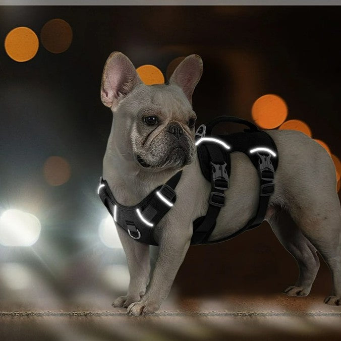 Harnais Chien anti traction : La Solution pour Chiens Actifs - Jappy Toutou
