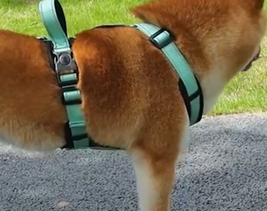 harnais_chien_poignee-caracteristique_violet-