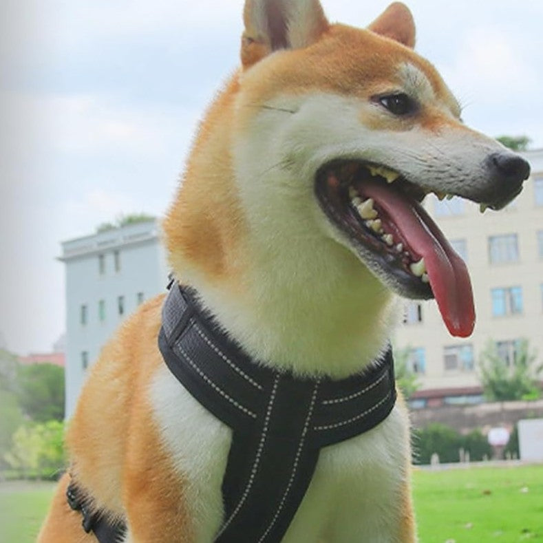 harnais_chien_poignee_caracteristique_noir-