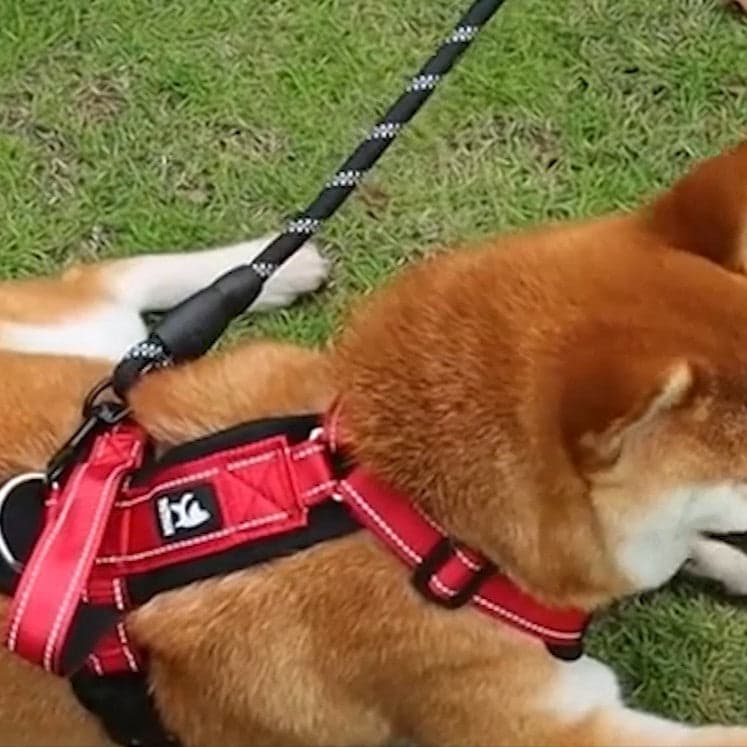 Harnais Chien : Des promenades sereines, agréables - Jappy Toutou
