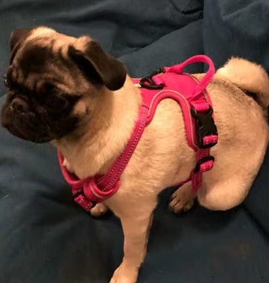 harnais_chien_poignee-toute race