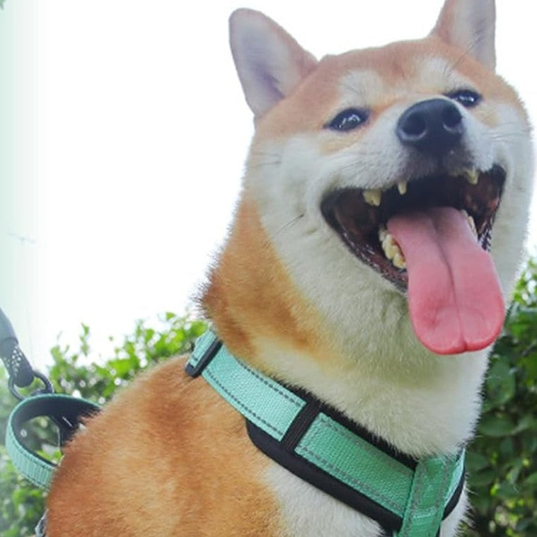 harnais_chien_poignee_caracteristique_vert