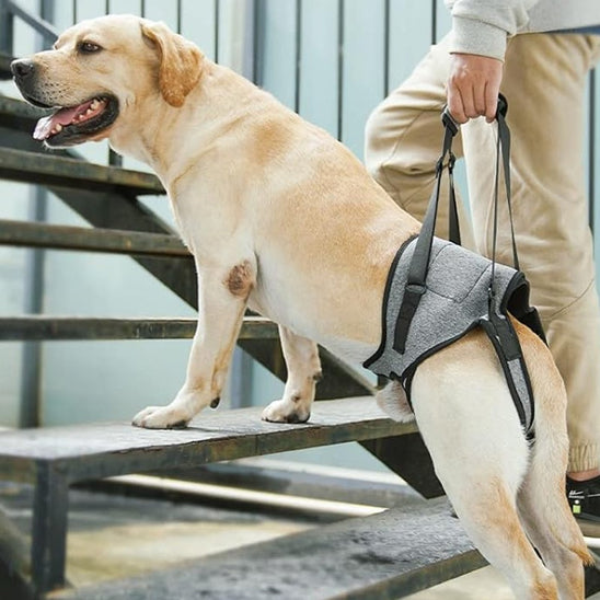 Harnais pour Chien : Support, Rééducation pour Votre Compagnon - Jappy Toutou