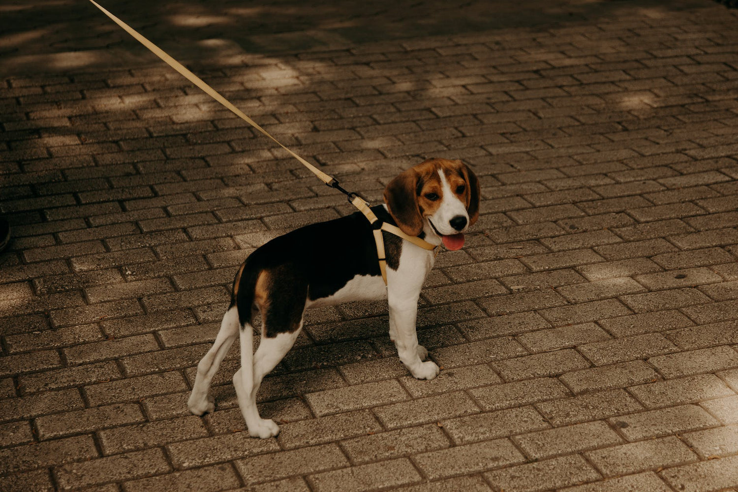 Découvrez nos collections spéciales de harnais chiens, laisse pour chien, collier chien, allant des accessoires tendance, pour gùter votre compagnon à quatre pattes